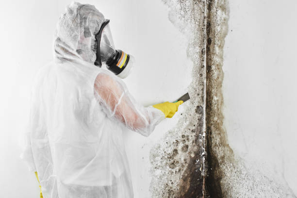 Best Affordable Mold Removal  in Farmville, VA