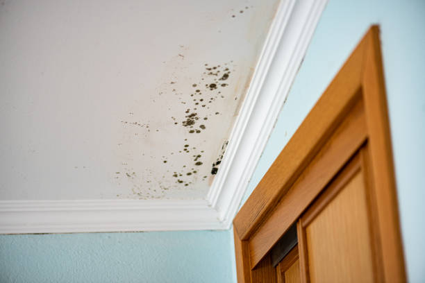Best Certified Mold Removal  in Farmville, VA