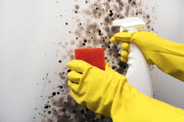 Best Residential Mold Removal  in Farmville, VA