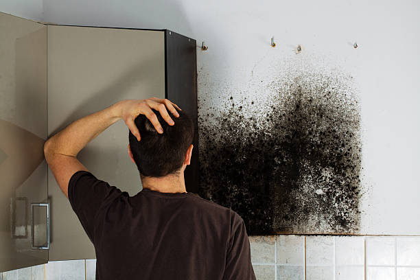 Best Professional Mold Removal  in Farmville, VA
